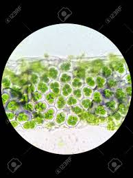 Check spelling or type a new query. Plant Cell With Chloroplast Under Light Microscope Stock Photo Picture And Royalty Free Image Image 60142946