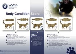 Here is a list of the different feline body parts taken from wikipedia that reference a diagram you can view on their site here. Think Your Cat Might Be Overweight The Purrington Post