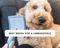 The best pod coffee machine 2021 is a good choice for the first time coffee machine owner as they are an easy and simple way to make great espresso coffee. Best Brush For A Labradoodle Top 8 Picks 2021 We Love Doodles