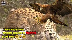 Lion vs tiger full battle hd original sound, (not clickbait) (real fight). Elang Emas Memangsa Anak Macan Tutul Youtube