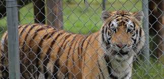 A neglected camel arrived at his forever home at the cleveland amory black beauty ranch on april 10. Tiger Found In Abandoned Houston House Gets New Name Home At Cleveland Amory Black Beauty Ranch Local News Tylerpaper Com