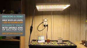 The first to be on my list of the best grow lights for succulents is the roleado led grow light lamp panel. Led Grow Lights For Succulents Unboxing And Demo Youtube
