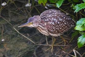 Image result for Brachyachne simonsii