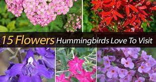Oct 30, 2020 · for example, hummingbirds do this on cold nights to save energy. 15 Flowers Hummingbirds Love To Visit