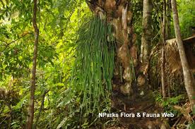 Image result for Vittaria elongata