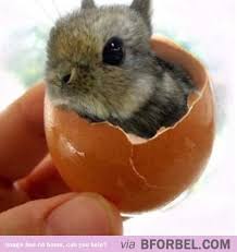 The Real Easter Bunny Funny Animals Baby Eggs Cute Animals Fluffy Animals Baby Bunnies