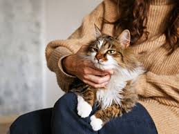 Maybe you would like to learn more about one of these? 10 Domesticated Cat Breeds That Are The Largest