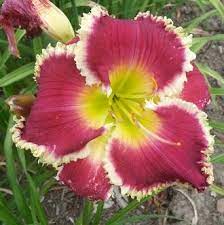 See more ideas about betty boop, boop, betties. Betty Bush Day Lilies Very Beautiful Flowers Pretty Flowers