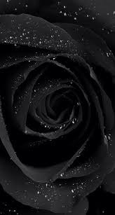 Iphone 5 Wallpaper Zwarte Bloemen Zwarte Achtergronden Foto Zwart Wit
