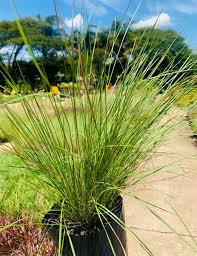 Image result for Aristida