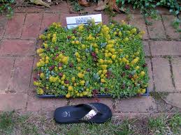 Why not just water frequently with a sprinkler? My Sedum Sod I Got This At Lowe S Today For 14 98 It Is A Carpet Of Sedums They Call Garden Tiles You Can Pull Garden Tiles Driveway Landscaping Plants