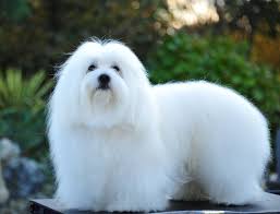 The coton de tulear is now solely used as a companion dog. 94 Cotton De Tulear Dogs Ideas Coton De Tulear Dogs Coton De Tulear Dogs