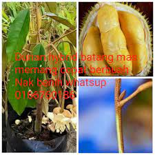 There are 30 recognised durio species, at least nine of which produce edible fruit, with over 300 named varieties in thailand and 100 in malaysia, as of 1987. Durian Batang Mas Hybrid Anak Pokok Anggur Malaysia Facebook