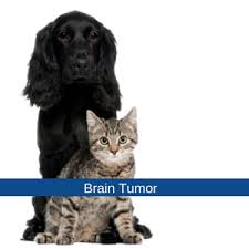 10 things you should know about brain tumours | cancer research uk. Brain Tumors In Pets Bush Veterinary Neurology Service