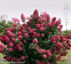 Part of the 'double take'™ series. Double Take Scarlet Storm Flowering Quince New Life Nursery
