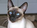 Siamese Kittens For Sale In Virginia