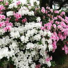 今朝の 園田学園女子大学 けやき通り この花よく見るけど名前知らん 蓮花 既に同志社 地下鉄で昨年度の履修生と一緒 話しかけて人違いやと恥ずかしいので回くらい確認 floral wreath wreaths floral