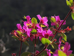 Resultado de imagen para flores del impenetrable flora MONOS