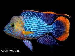 Orange Saum Cichlid Fish Aquarium Fish Cichlids