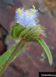 Image result for Cyanotis longifolia