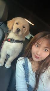 我愛黃金獵犬大聯盟版規已詳讀Hi大家好，這是我們家Piper，她是我公婆的狗狗～ 左邊是小時候三個多月，右邊是現在一歲快一個月～  來我們家沒幾天就跟拉拉姐姐直接玩嗨！ 姊妹倆差8個月，每一天都相愛相殺🤣 小時候可可愛愛，長大後有時可愛有時欠揍🤣