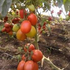This is the first fertilizing process. Fertilizer Recommendations For Tomato Plant And Method Of Application