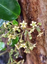 Image result for Marsdenia sylvestris