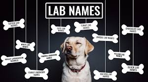 Treat coccidia in cats naturally. Labrador Names 155 Popular Lab Names That Suit Your Puppy Best Petmoo
