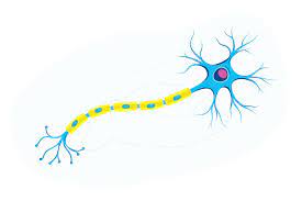 Neurons are able to respond to stimuli (such as touch, sound, light, and so on). New Strategies For Restoring Myelin On Damaged Nerve Cells Boston Children S Answers