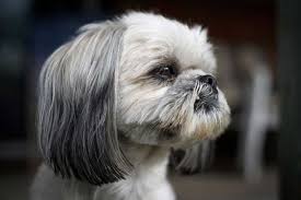 Seek treatment immediately, whatever the cause. Shih Tzu Health Problems Shih Tzu 4u