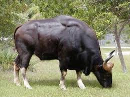 Pin By Logan Higgins On Cattle Animals With Horns Majestic Animals Animals Beautiful