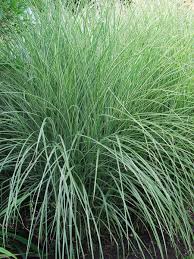 Image result for Miscanthus sinensis