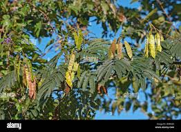 Image result for Albizia tanganyicensis