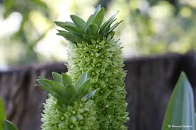 Image result for Scadoxus pole-evansii