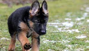 Within a litter there is a range of personalities and temperaments. German Shepherd Puppies For Sale Dog Nerdz
