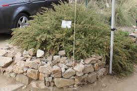 Image result for Pycreus nitidus