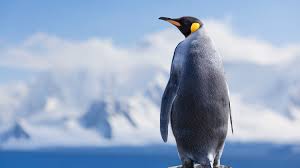 Penguins are a group of aquatic flightless birds. Extinct Penguin Species Was The Size Of An Adult Human Mental Floss