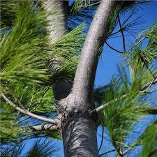 Which types of trees will grow the fastest? Eastern White Pine Tree On The Tree Guide At Arborday Org