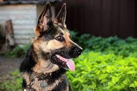 Understanding The German Shepherd Life Span And How To Prolong It