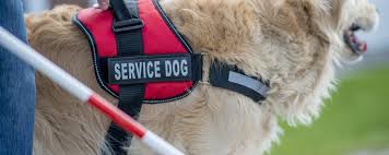 Service Animals, Assistance Animals, Comfort Animals—And The Occasional  Miniature Horse