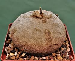 Image result for Raphionacme madiensis