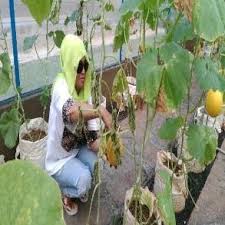 Ulat buah gejala serangan di tandai dengan buah yang memiliki lubang dalam jumlah. Pdf Teknik Budidaya Melon Cucumis Melo L Secara Tabulampot Di Kebun Buah Mekarsari Cileungsi Jawa Barat