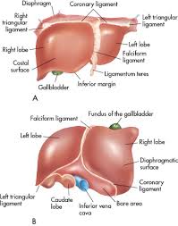The liver is a peritoneal organ positioned in the right upper quadrant of the abdomen. Liver Radiology Key