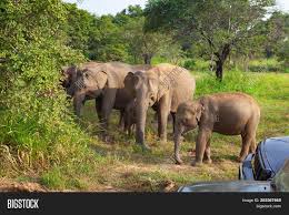 To support its large size it such tough food needs to be thoroughly chewed, and elephants have grinding teeth in the back of their mouths. Wild Elephants Eating Image Photo Free Trial Bigstock