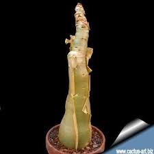 Image result for Cyphostemma jaegeri