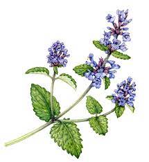Botanical Illustration Of Catnip Nepeta Cataria Sprig Botanical Illustration Flower Drawing Plant Drawing