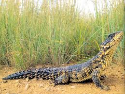 Image result for Aristida scabrivalvis