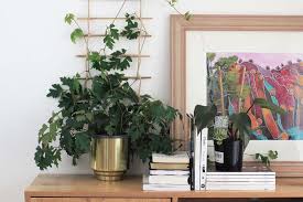 Kustoderzhateli and supports for plants can be bought in the garden shop, and you can do it yourself, good, enough options and materials. Diy Indoor Plant Trellis From Bamboo Rope Dossier Blog