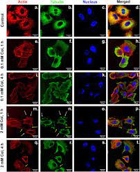 Confocal Laser Scanning Fluorescence Microscopy Of Cells For Control Download Scientific Diagram