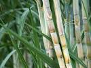 Image of sugarcane crops in pakistan